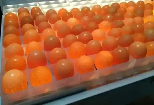 Plateau à œufs En Plastique De Haute Qualité,Capacité 88 œufs De Poule