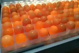 Plateau à œufs En Plastique De Haute Qualité,Capacité 88 œufs De Poule
